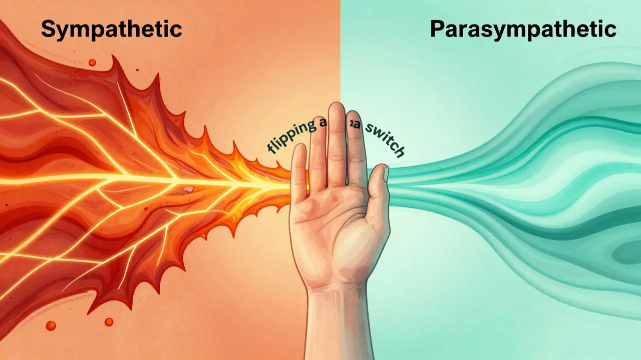 Comparison illustration of the fight-or-flight and rest-and-digest nervous system modes