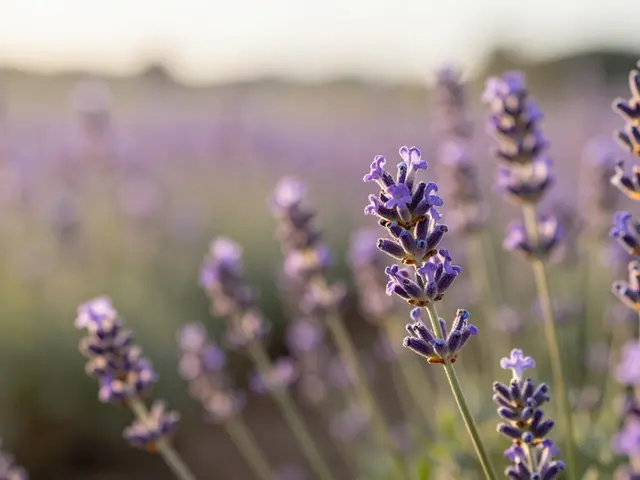 Aromatherapy: How Essential Oils Work, Safety Rules, and Modern Benefits